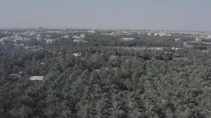 مزارع نخيل واسعة في الأحساء، لقطة جوية.