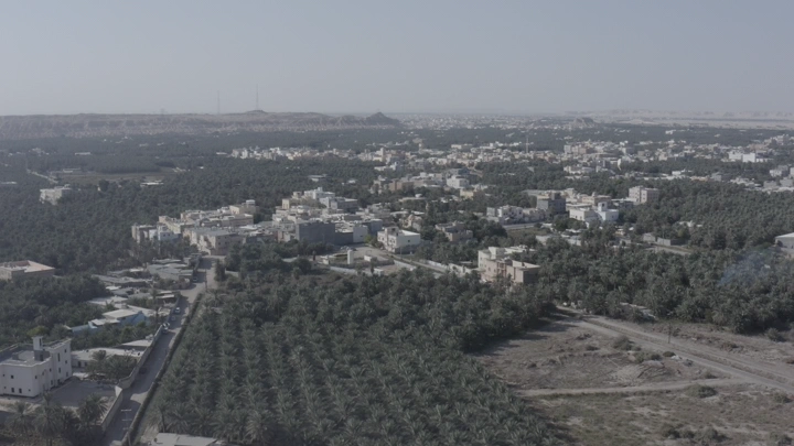 Aerial view of palm trees in Al-Ahsa, on a sunny day.