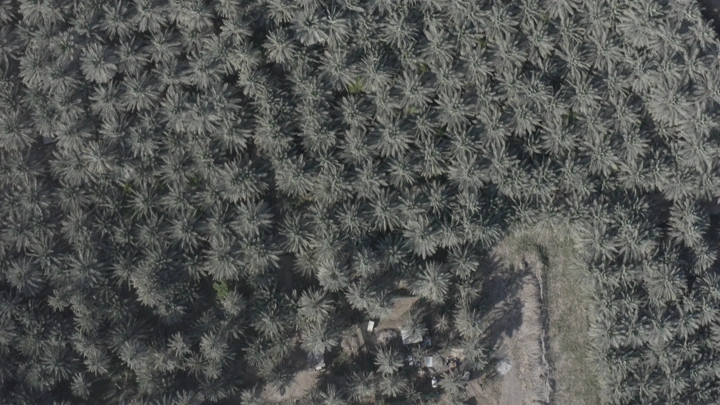 نخيل في الأحساء من الأعلى، لقطة جوية.