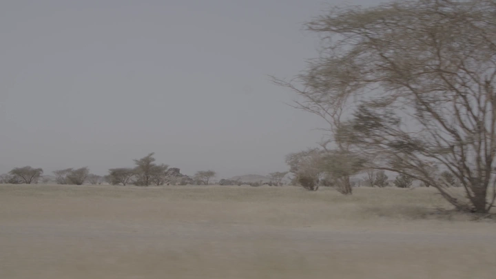 Scattered trees in Western desert, daytime shot.