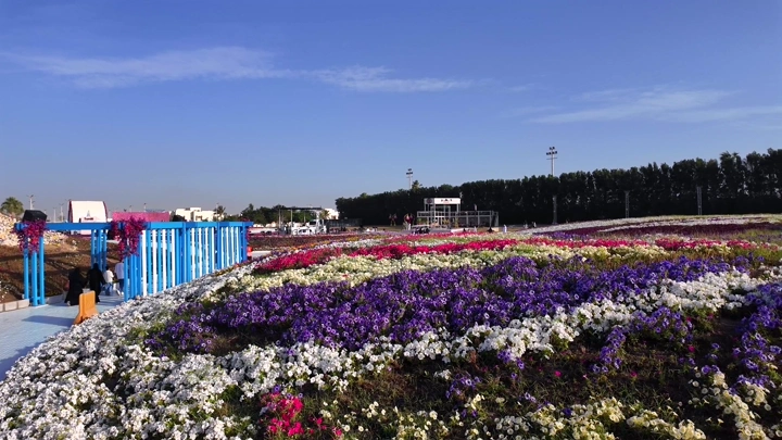 Colorful flowers at the Yanbu Flower Festival, an aerial daytime shot.