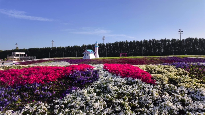 Colorful flowers at Yanbu Flower Festival, wide daytime shot.