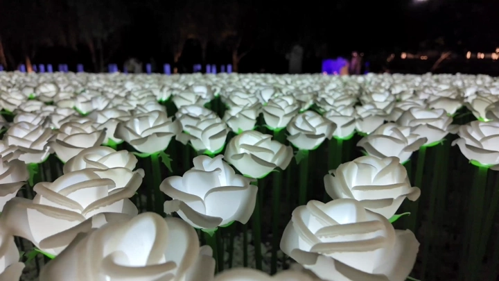 Illuminated flowers at the Flower and Garden Festival in Yanbu, night shot.
