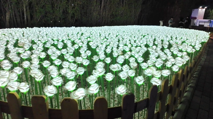 Illuminated flowers at the Yanbu Flower and Garden Festival, night shot.