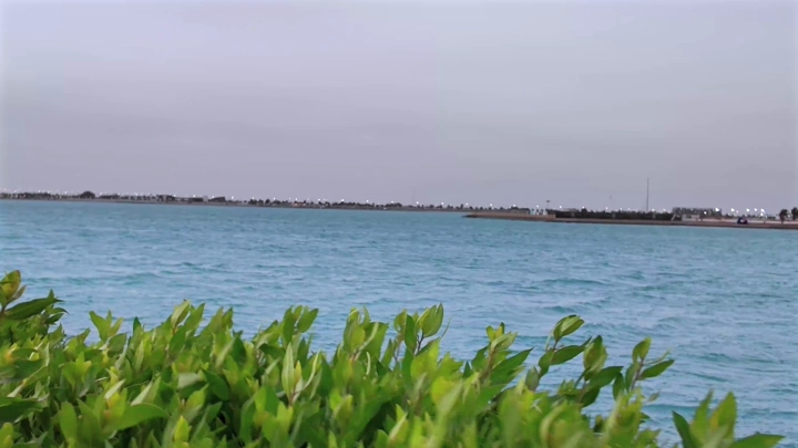 مياه البحر في ينبع الصناعية مع نباتات خضراء في المقدمة، تصوير نهاري.