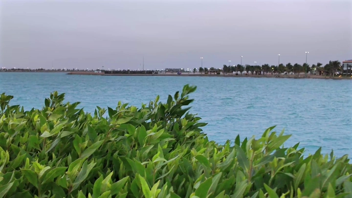 شاطئ ينبع مع نباتات خضراء في المقدمة، تصوير نهاري.