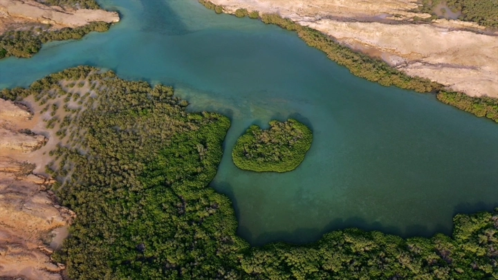 Mangrove trees on Farasan Island, aerial shot.