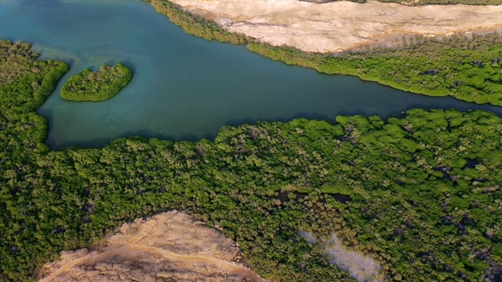 Mangrove trees on Farasan Island, aerial shot.