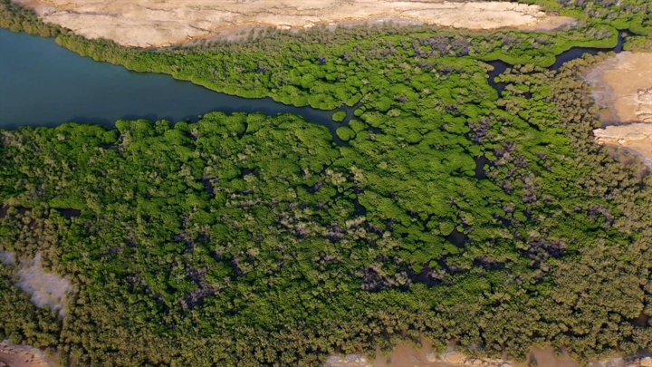 Mangrove forest on Farasan Island, aerial shot.
