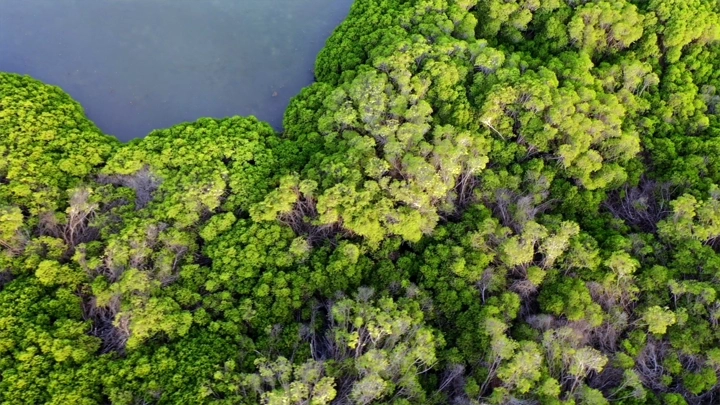 Mangrove trees on Farasan Island, aerial shot.