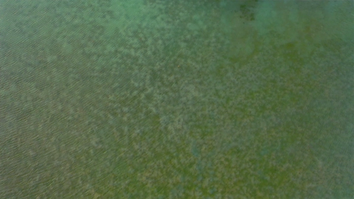 Aerial shot of mangrove trees on Farasan Island, drone shot.