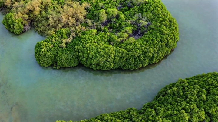 أشجار المانجروف في جزيرة فرسان، لقطة جوية.