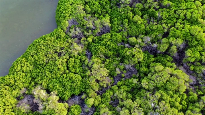 أشجار القنديل في جزيرة فرسان، لقطة جوية.