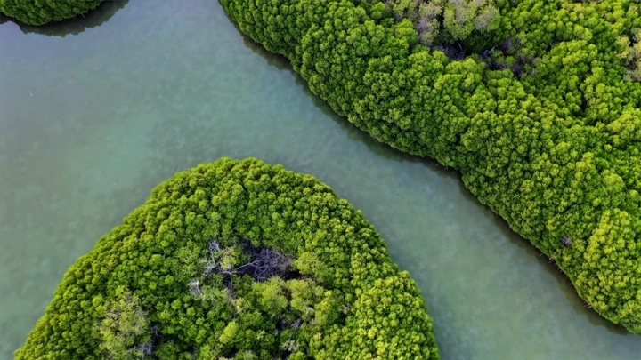 أشجار المانجروف في جزيرة فرسان، لقطة جوية.