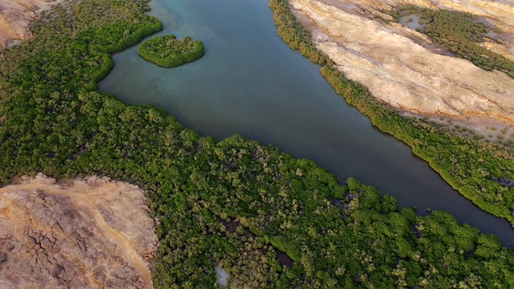 أشجار المانجروف في جزيرة فرسان، لقطة جوية.