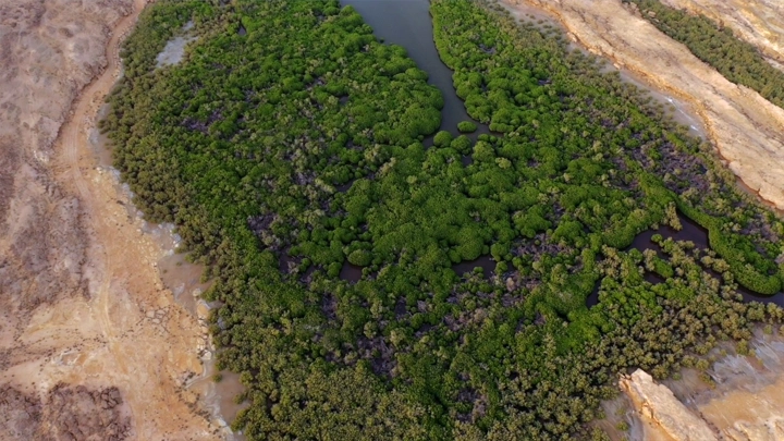 Mangrove forest on Farasan Island, aerial shot.