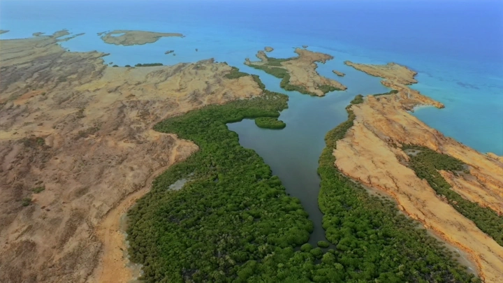Mangrove trees on Farasan Island, aerial shot.