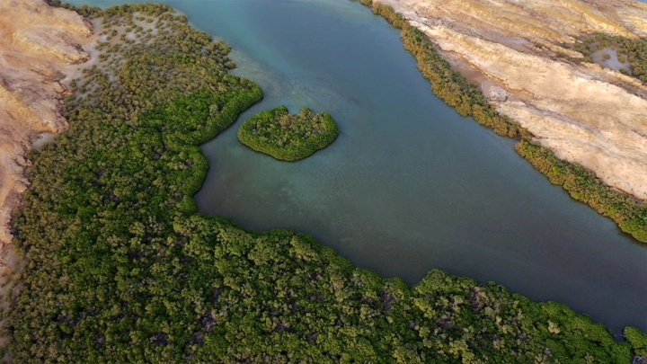 Mangrove trees on Farasan Island, aerial shot.