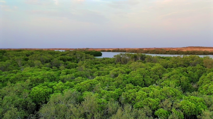 Mangrove trees on Farasan Island at sunset, aerial shot.