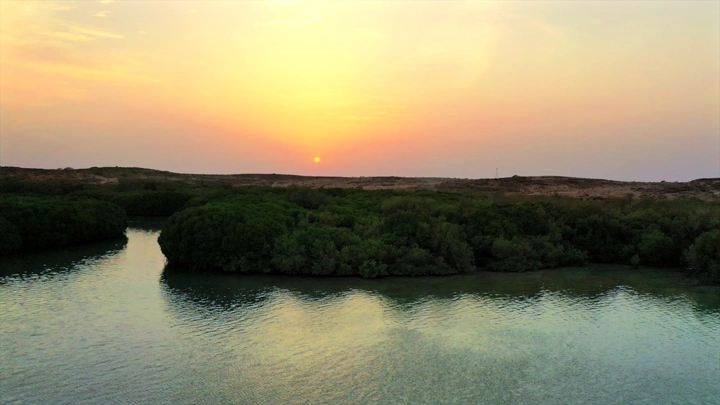 Mangrove trees on Farasan Island at sunset, aerial shot.