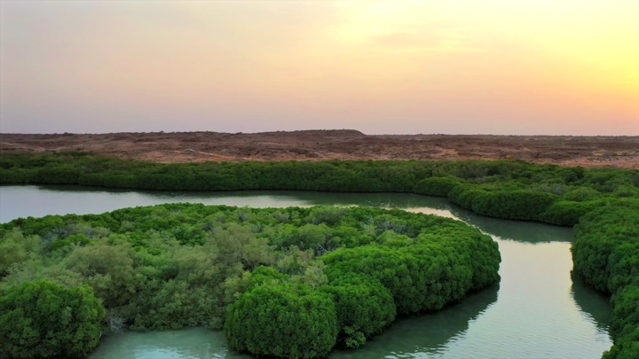 Mangrove trees on Farasan Island at sunset, aerial shot.