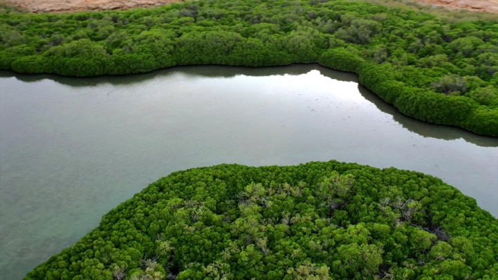 Mangrove trees on Farasan Island, aerial shot.