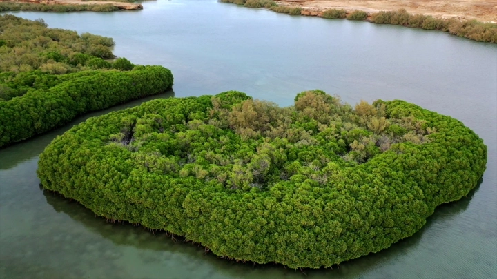 Mangrove trees on Farasan Island, aerial shot.