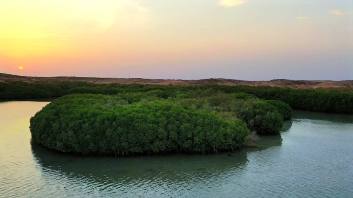 Mangrove trees on Farasan Island at sunset, aerial shot.