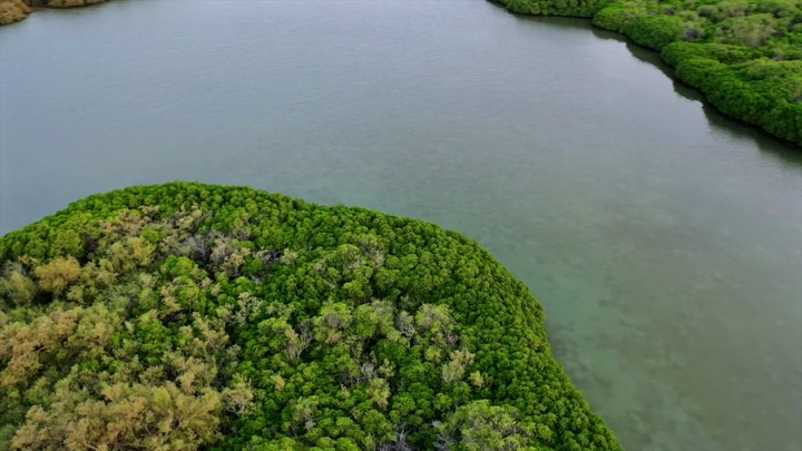 Candelabra trees forest on Farasan Island, aerial shot.