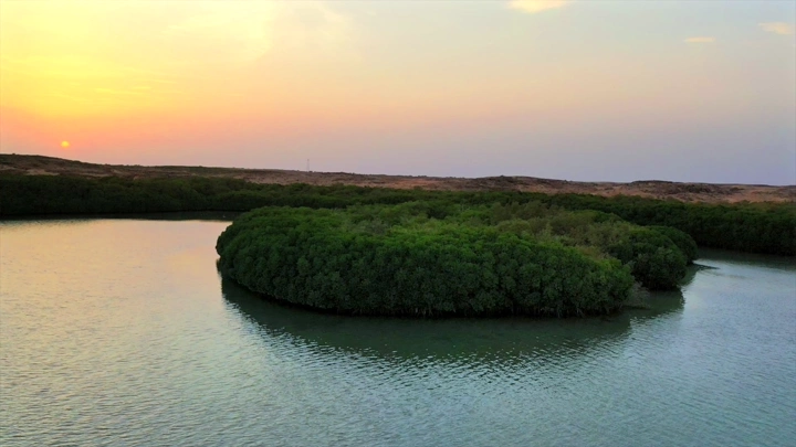 Mangrove trees on Farasan Island at sunset, aerial shot.