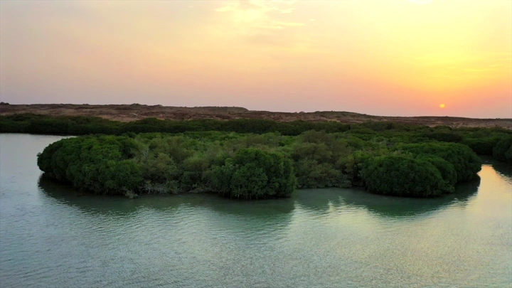Mangrove trees on Farasan Island at sunset, aerial shot.