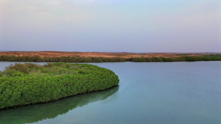 Mangrove trees on Farasan Island at sunset, aerial shot.