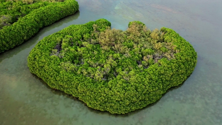 Mangrove trees on Farasan Island, aerial shot.