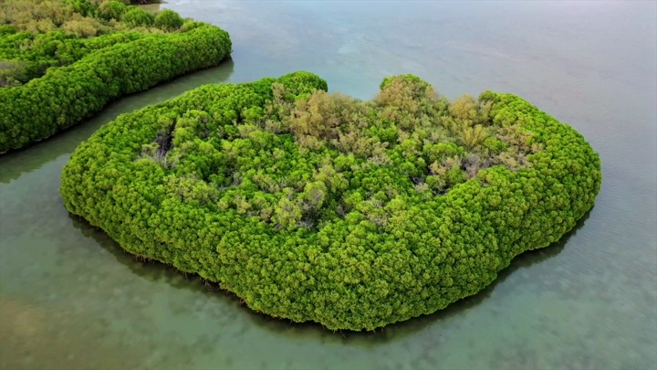 أشجار المانجروف في جزيرة فرسان، لقطة جوية.