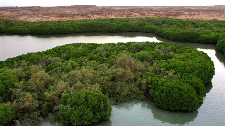 أشجار المانجروف في جزيرة فرسان، لقطة جوية.