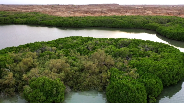 Mangrove trees on Farasan Island, aerial shot.