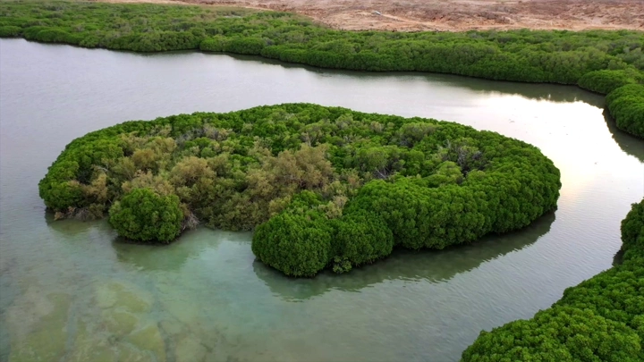 Mangrove trees on Farasan Island, aerial shot.