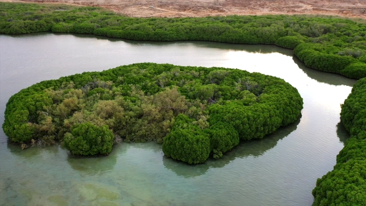 Mangrove trees on Farasan Island, daytime aerial shot.