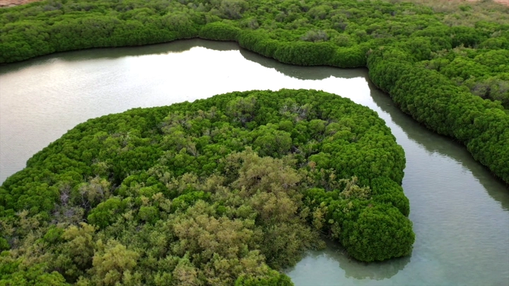 Mangrove trees on Farasan Island, aerial shot.