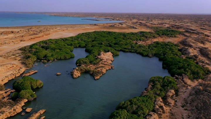 Mangrove forest on Farasan Island, daytime aerial shot.
