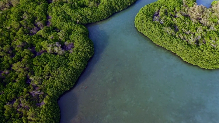 Mangrove trees in Farasan, aerial shot.