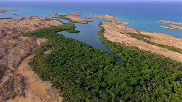 Mangrove trees on Farasan Island in the Red Sea, aerial shot.