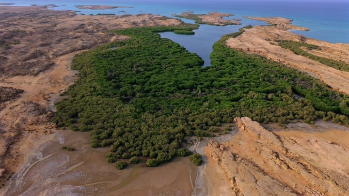 Mangrove forest on Farasan Island, aerial shot.