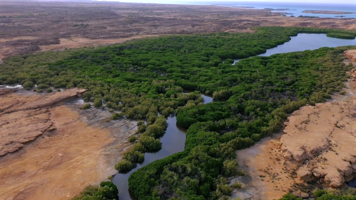Mangrove forest on Farasan Island, aerial shot.