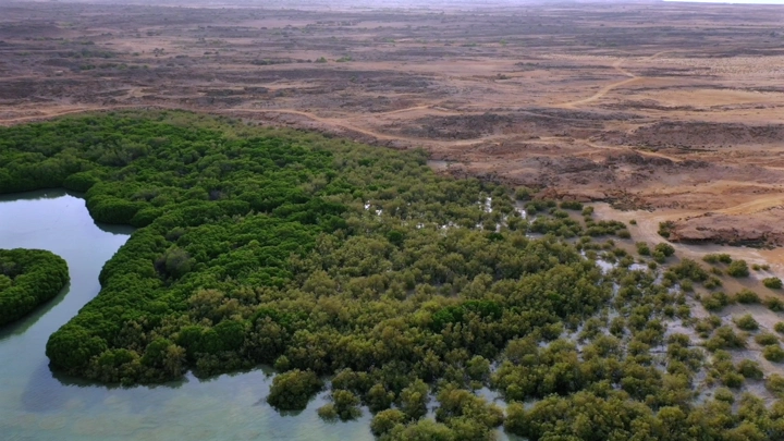 Mangrove forest on Farasan Island beach, aerial shot.