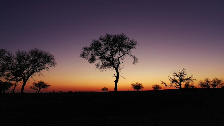 أشجار في محمية طبيعية عند غروب الشمس، صورة ظلية.