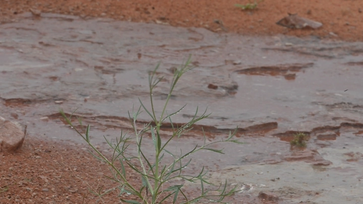 نباتات صحراوية بعد المطر في المحمية، لقطة قريبة.