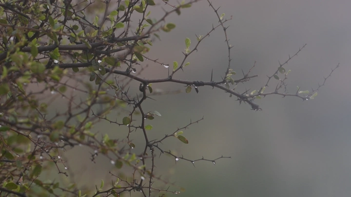 أغصان شجرة مع قطرات المطر في محمية طبيعية، لقطة قريبة.