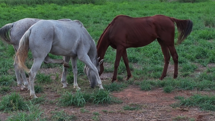 خيول ترعى في حقل أخضر، لقطة طبيعية.