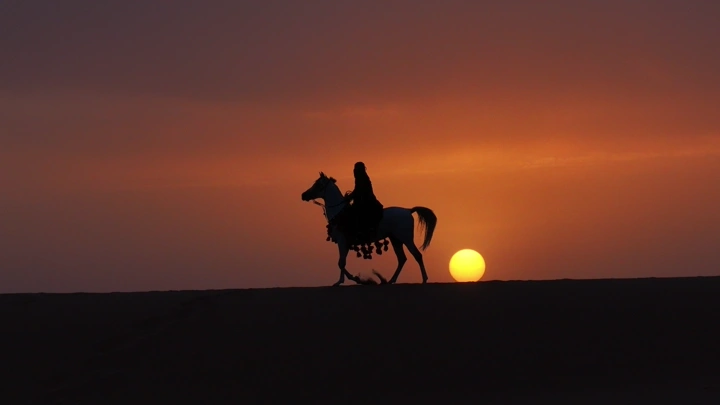 حصان وخياله في الصحراء عند غروب الشمس، صورة ظلية.